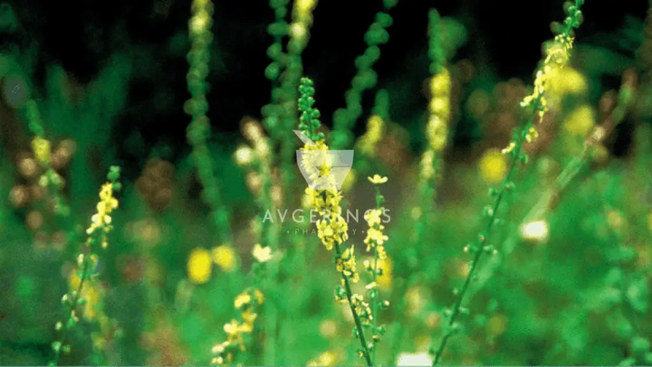 Φύλλα από φυτό Agrimony που χρησιμοποιείται στην δημιουργία Ανθοϊαμάτων &amp; Γεμμοθεραπείας Bach Flower Remedies