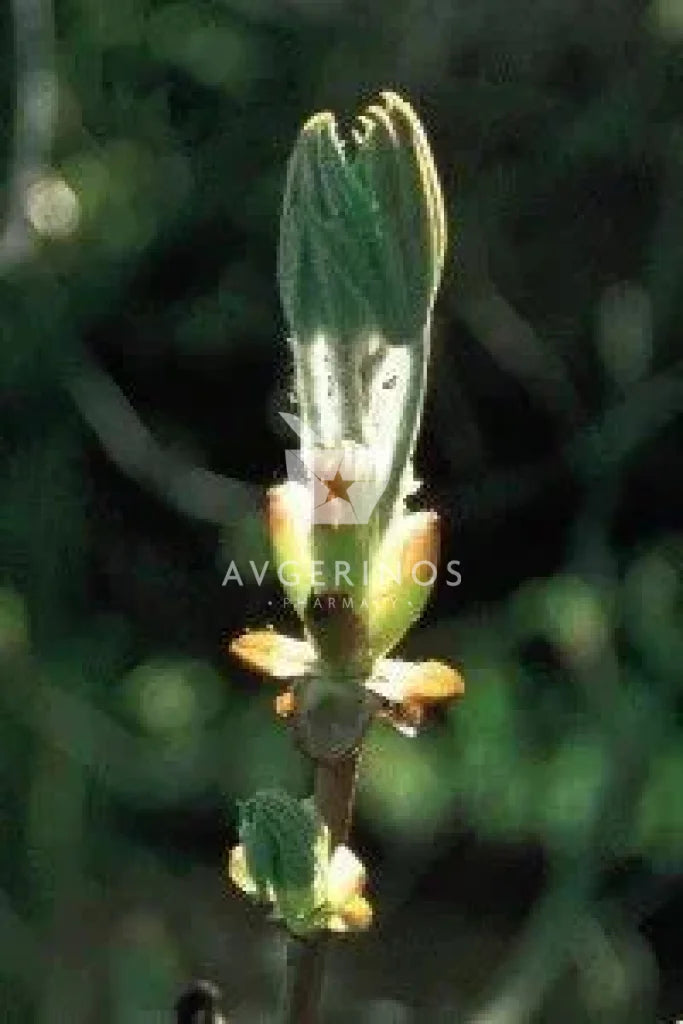 Καρποί &amp; Φύλλα από φυτό Chestnut Bud που χρησιμοποιείται στην δημιουργία Ανθοϊαμάτων &amp; Γεμμοθεραπείας Bach Flower Remedies