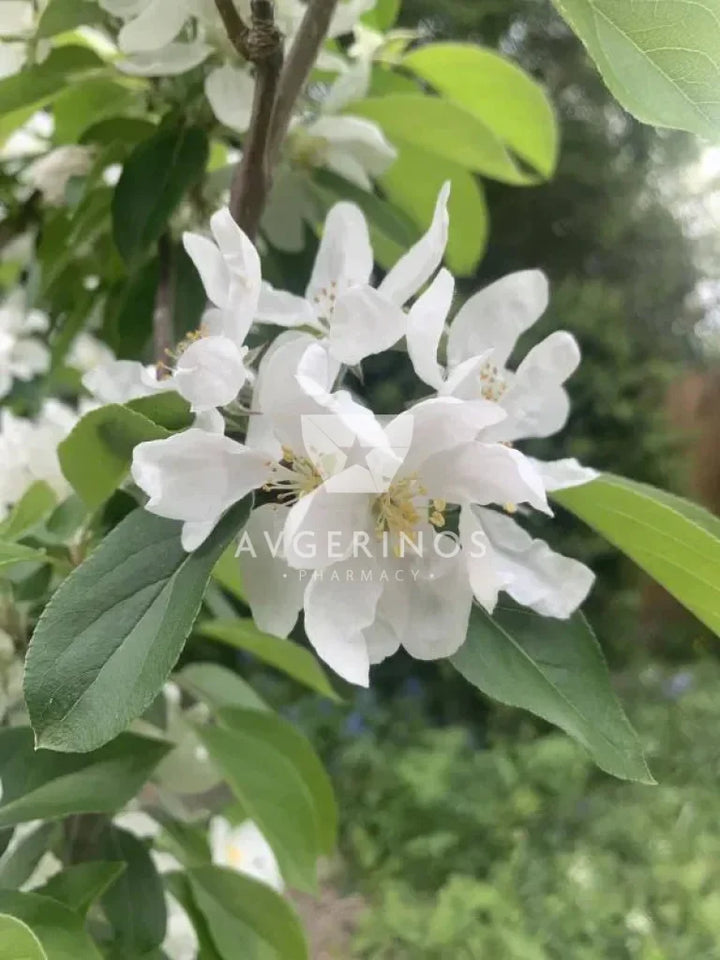 Λουλούδι από φυτό Crab Apple που χρησιμοποιείται στην δημιουργία Ανθοϊαμάτων &amp; Γεμμοθεραπείας Bach Flower Remedies