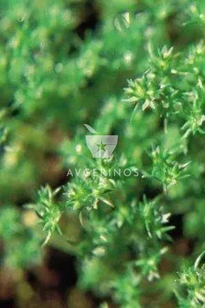 Φύλλα από φυτό Scleranthus που χρησιμοποιείται στην δημιουργία Ανθοϊαμάτων &amp; Γεμμοθεραπείας Bach Flower Remedies