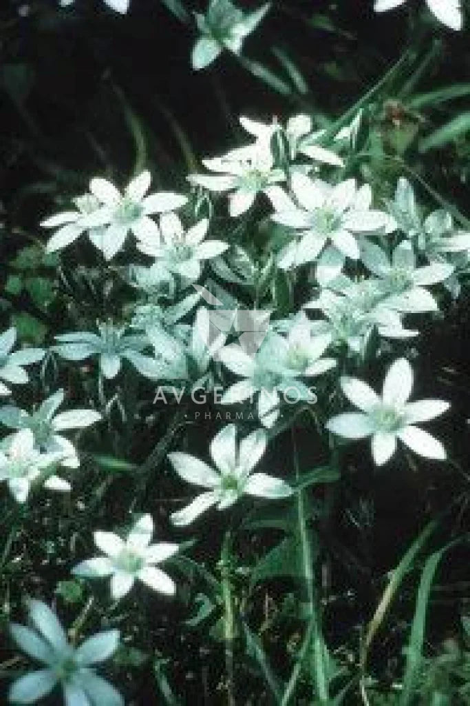 Λουλούδια από φυτό Star of Bethlehem που χρησιμοποιείται στην δημιουργία Ανθοϊαμάτων &amp; Γεμμοθεραπείας Bach Flower Remedies