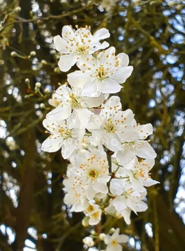 Λουλούδια από φυτό Cherry Plum που χρησιμοποιείται στην δημιουργία Ανθοϊαμάτων &amp; Γεμμοθεραπείας Bach Flower Remedies
