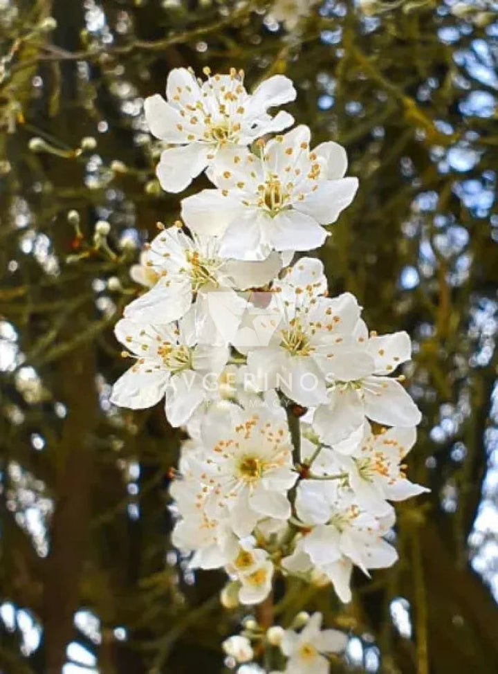 Λουλούδια από φυτό Cherry Plum που χρησιμοποιείται στην δημιουργία Ανθοϊαμάτων &amp; Γεμμοθεραπείας Bach Flower Remedies