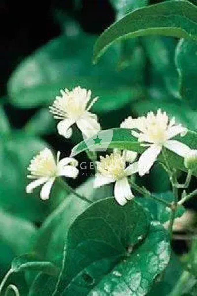 Φύλλα από φυτό Clematis που χρησιμοποιείται στην δημιουργία Ανθοϊαμάτων &amp; Γεμμοθεραπείας Bach Flower Remedies