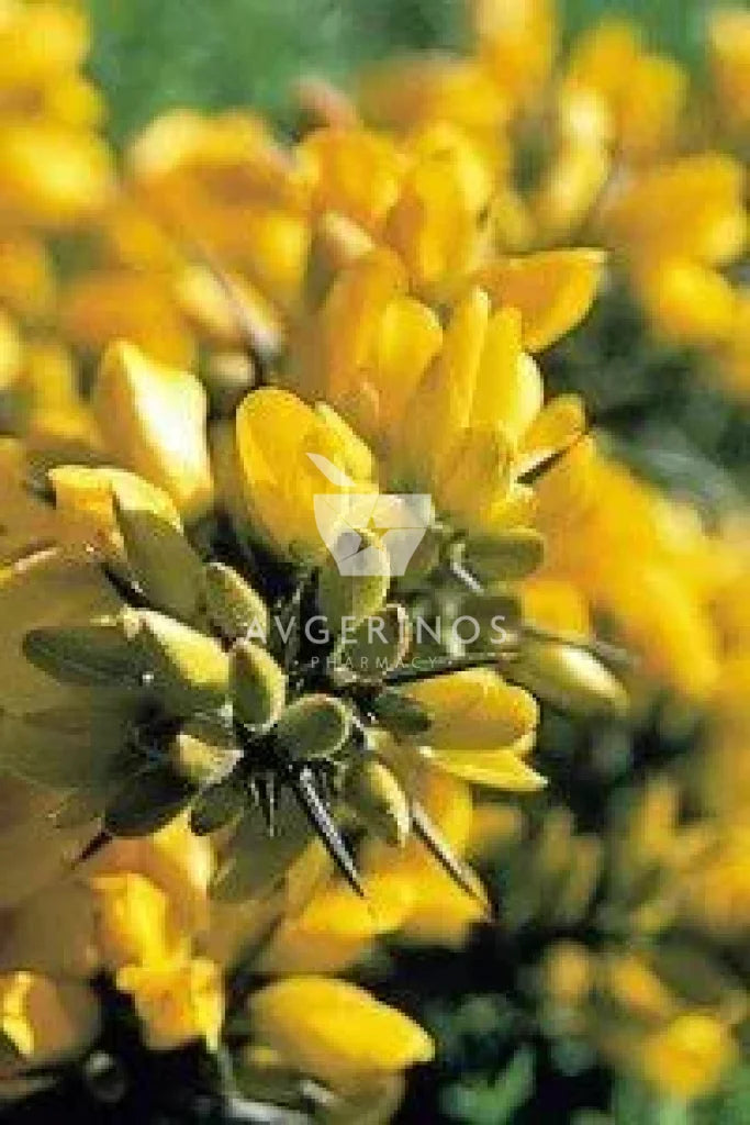 Λουλούδια από φυτό Gorse που χρησιμοποιείται στην δημιουργία Ανθοϊαμάτων &amp; Γεμμοθεραπείας Bach Flower Remedies