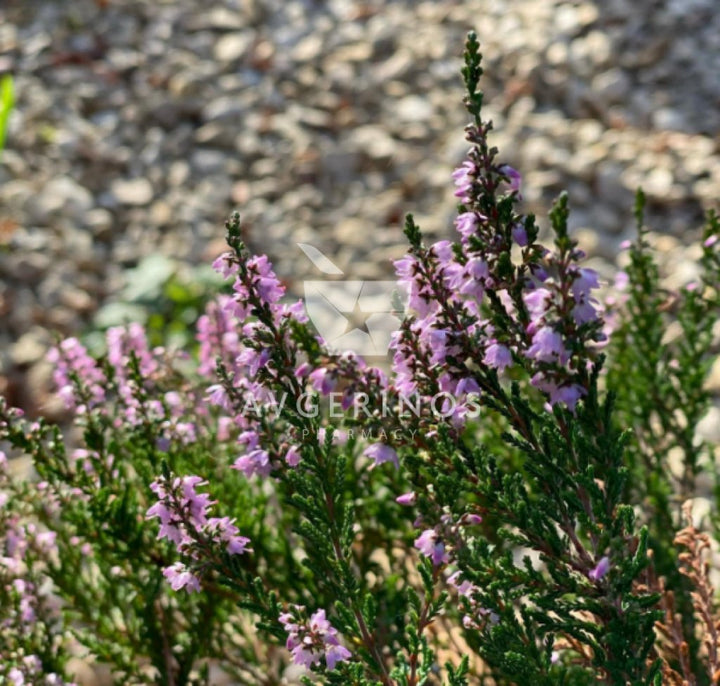 Λουλούδια από φυτό Heather που χρησιμοποιείται στην δημιουργία Ανθοϊαμάτων &amp; Γεμμοθεραπείας Bach Flower Remedies