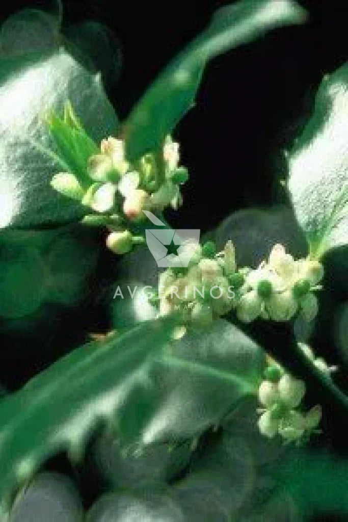 Φύλλα από φυτό Holly που χρησιμοποιείται στην δημιουργία Ανθοϊαμάτων &amp; Γεμμοθεραπείας Bach Flower Remedies
