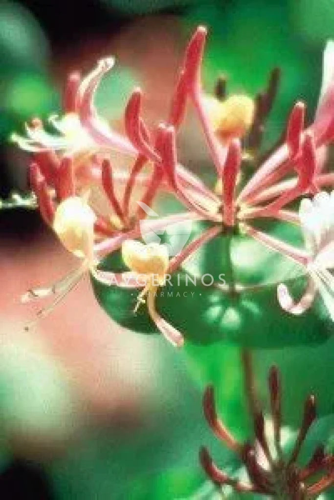 Λουλούδι από φυτό Honeysuckle που χρησιμοποιείται στην δημιουργία Ανθοϊαμάτων &amp; Γεμμοθεραπείας Bach Flower Remedies
