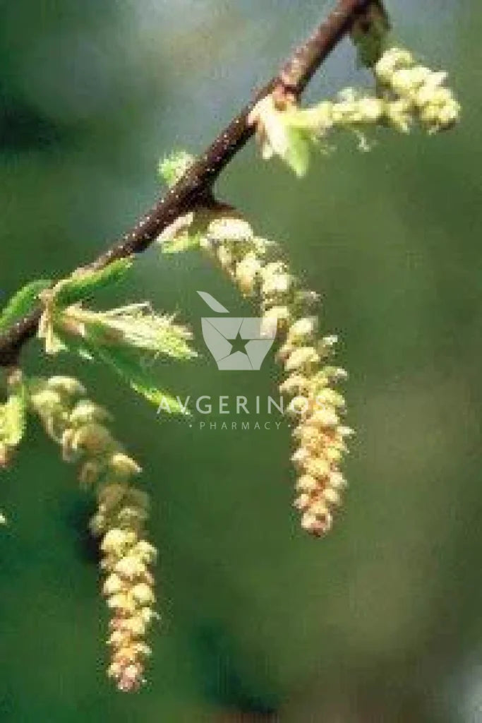 Φύλλα από φυτό Hornbeam που χρησιμοποιείται στην δημιουργία Ανθοϊαμάτων &amp; Γεμμοθεραπείας Bach Flower Remedies