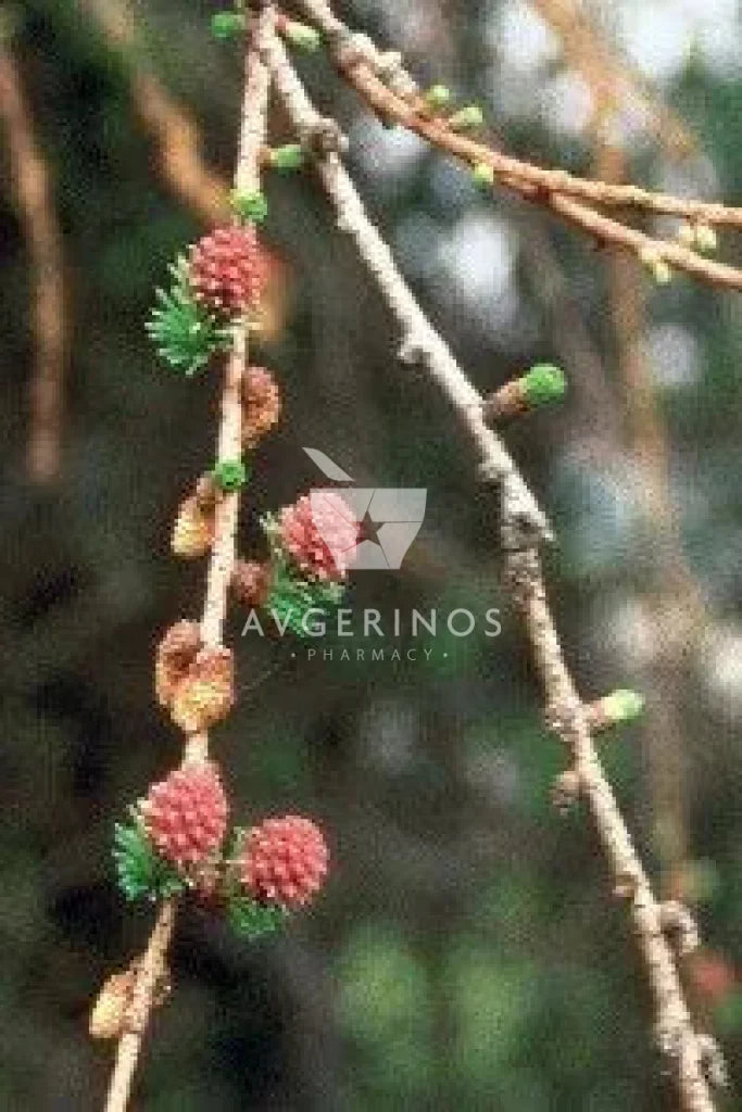 Καρποί από φυτό Larch που χρησιμοποιείται στην δημιουργία Ανθοϊαμάτων &amp; Γεμμοθεραπείας Bach Flower Remedies