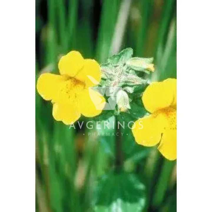 Λουλούδι από φυτό Mimulus που χρησιμοποιείται στην δημιουργία Ανθοϊαμάτων &amp; Γεμμοθεραπείας Bach Flower Remedies