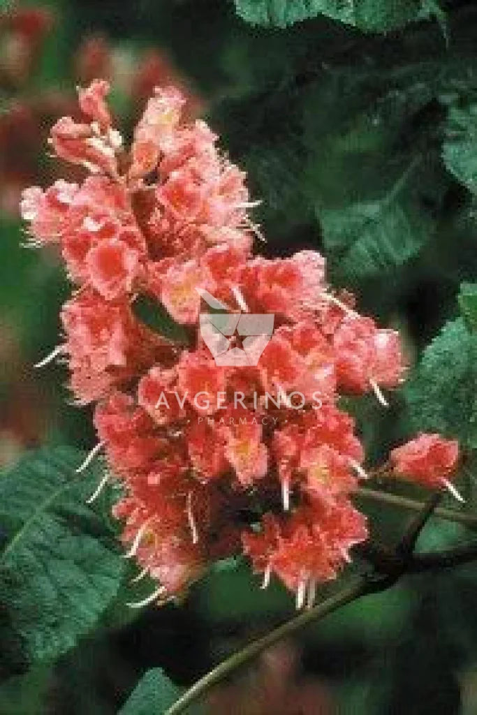 Λουλούδι από φυτό Red Chestnut που χρησιμοποιείται στην δημιουργία Ανθοϊαμάτων &amp; Γεμμοθεραπείας Bach Flower Remedies