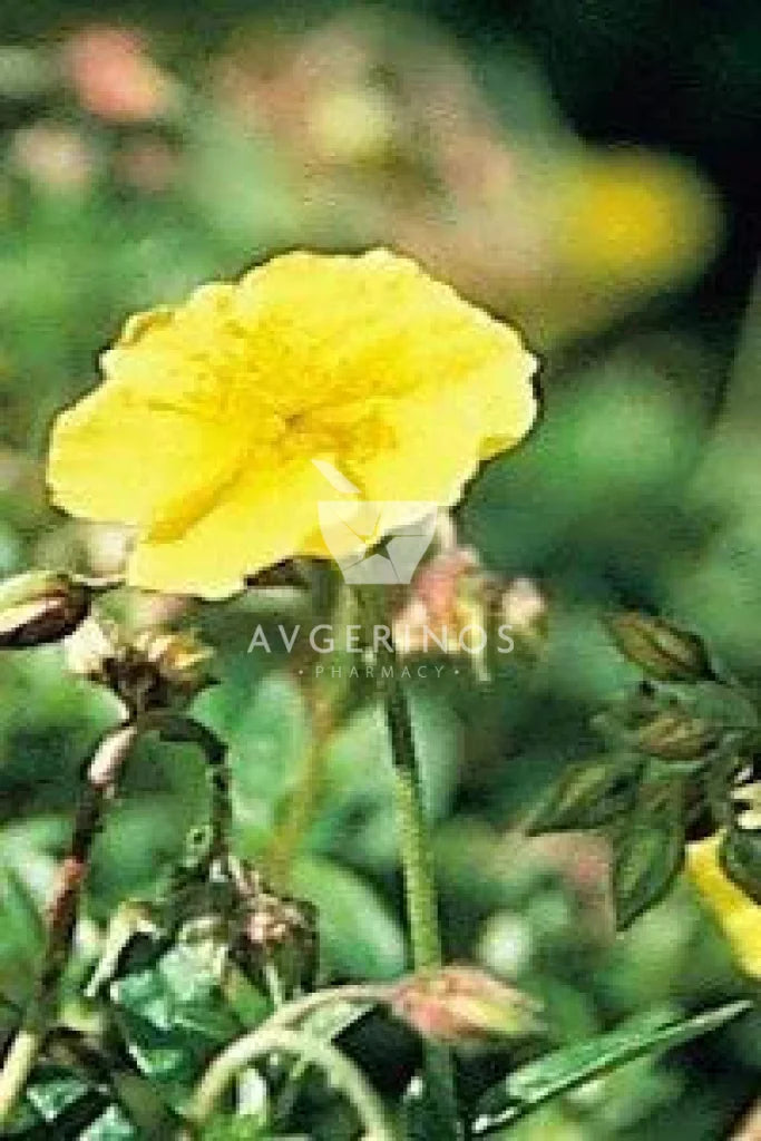 Λουλούδι από φυτό Rock Rose που χρησιμοποιείται στην δημιουργία Ανθοϊαμάτων &amp; Γεμμοθεραπείας Bach Flower Remedies
