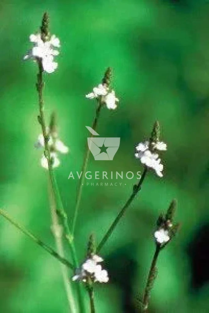 Φύλλα από φυτό Vervain που χρησιμοποιείται στην δημιουργία Ανθοϊαμάτων &amp; Γεμμοθεραπείας Bach Flower Remedies
