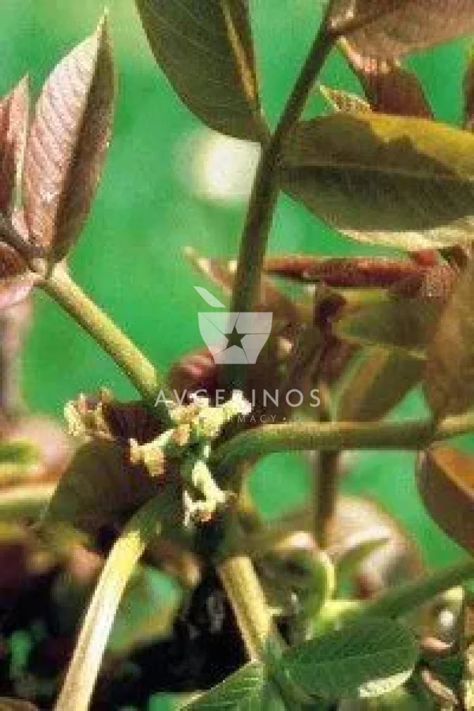 Καρποί και φύλλα από φυτό Walnut που χρησιμοποιείται στην δημιουργία Ανθοϊαμάτων &amp; Γεμμοθεραπείας Bach Flower Remedies