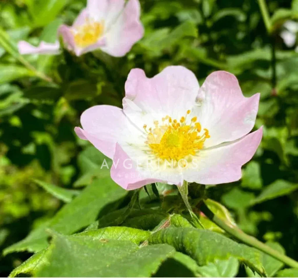 Λουλούδι από φυτό Wild Rose που χρησιμοποιείται στην δημιουργία Ανθοϊαμάτων &amp; Γεμμοθεραπείας Bach Flower Remedies