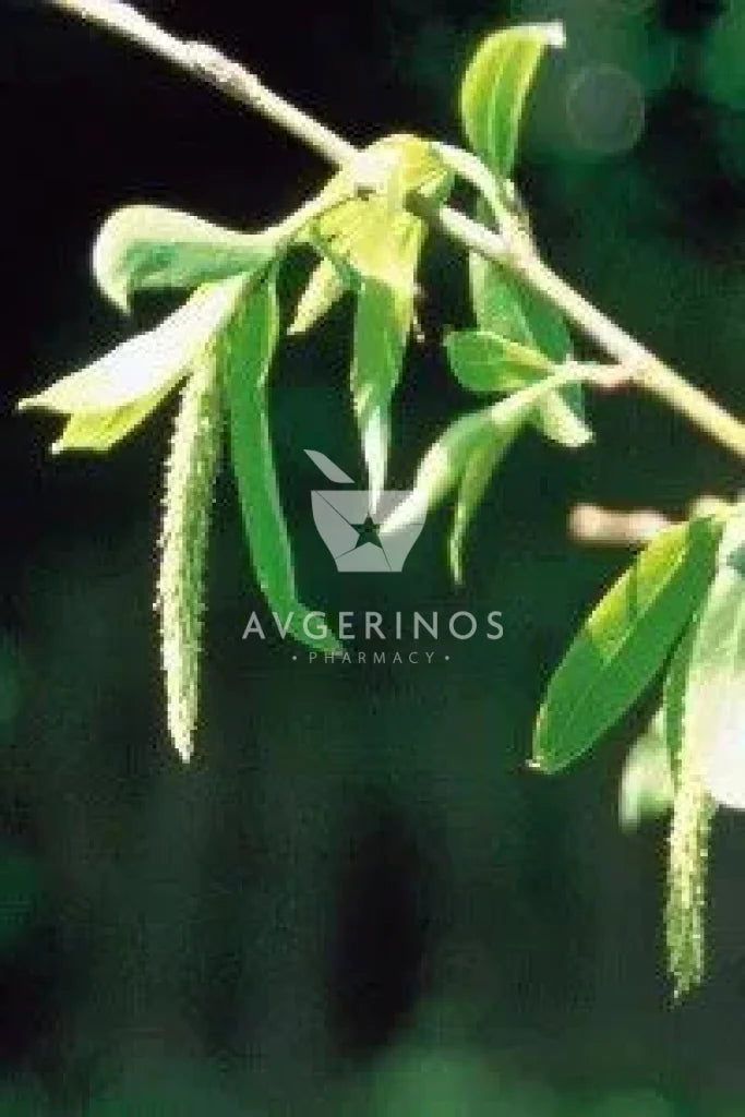 Φύλλα από φυτό Willow που χρησιμοποιείται στην δημιουργία Ανθοϊαμάτων &amp; Γεμμοθεραπείας Bach Flower Remedies